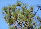 Viveiro_ipe_pinus_002