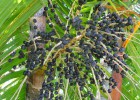 Viveiro_ipe_acai_005
