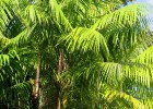 Viveiro_ipe_acai_006