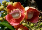 Viveiro_ipe_abrico_de_macaco_001