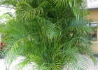 Viveiro_ipe_areca_003