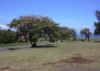 Viveiro_ipe_cassia_javanica_005