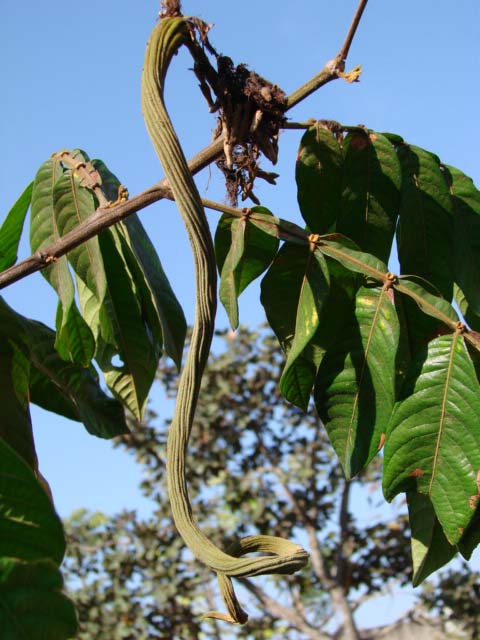 Ingá cipó (Inga edulis) in fruit, Km 5 Anori-Mato Grosso road