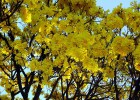 Viveiro_ipe_ipe_amarelo_004