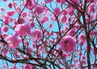 Viveiro_ipe_ipe_roxo_set_folhas_004