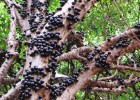 Viveiro_ipe_jaboticaba_005