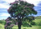 Viveiro_ipe_jacaranda_bico_de_pato_001