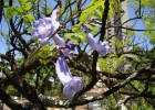 Viveiro_ipe_jacaranda_boca_de_sapo_001