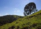 Viveiro_ipe_jacaranda_da_bahia_004