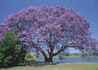 Viveiro_ipe_jacaranda_mimoso_003