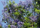 Viveiro_ipe_jacaranda_mimoso_006