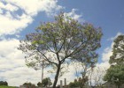 Viveiro_ipe_jacaranda_mimoso_007